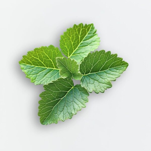 Le Parfum in White - Image 6
